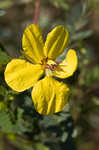 Partridge pea